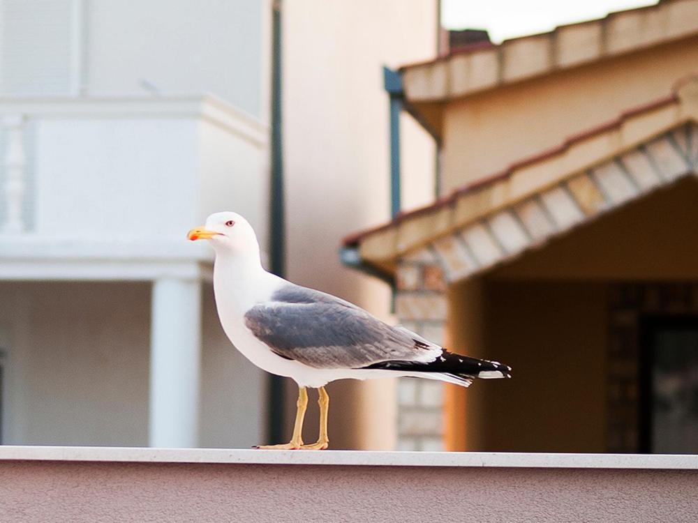 Villa Mona Apartments Razanj Bagian luar foto